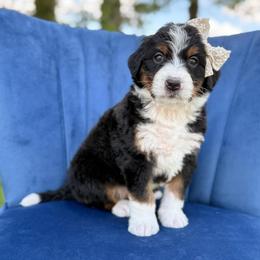 Darling - Tri-color female Bernedoodle puppy in Bellville, Ohio from Bernedoodle Buddies