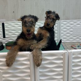 Airedale Terrier and Lakeland Terrier Puppies from Wood Note Airedale & Lakeland Terriers