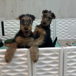 Airedale Terrier and Lakeland Terrier Puppies from Wood Note Airedale & Lakeland Terriers