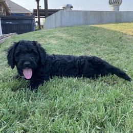 Buzz - Black male Bernedoodle puppy in Edmond, Oklahoma from Elle and Oak Farms