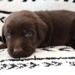 Surf - Chocolate male Labrador Retriever puppy in Camden, Indiana from Camden's Caring Canines