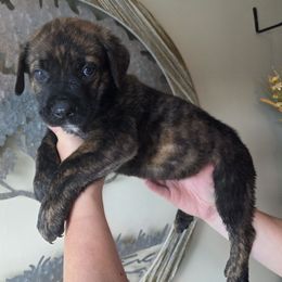 Brown - Chestnut brindle male Cane Corso puppy in Yale, Michigan from Titan Farms