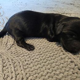 Onyx - Black female Dachshund puppy in Oklahoma from Wilkinson’s Waggish Weiner Dogs