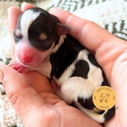 Fiona - Parti female Miniature Schnauzer puppy in Nederland, Texas from Daffodil Dogs