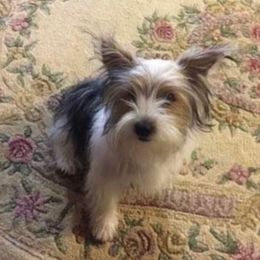 Boston Terriers and Yorkshire Terriers from Bennett Farm