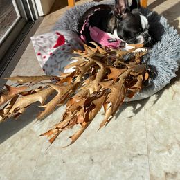 Boston Terrier Puppies from Our Gang Bostons