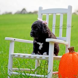 Aussiedoodle and Bordoodle Puppies from Dood B Ranch Doodles