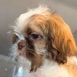 Louie - Tricolor male Shih Tzu puppy in Victorville, California from Precioustzus