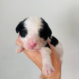 Angus - Parti male Goldendoodle puppy in Auburn, Indiana from Martin’s Doodles