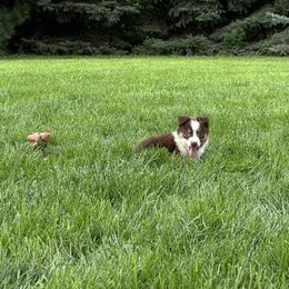 RTF - Red tri female Miniature Australian Shepherd puppy in Lexington, Nebraska from Osborne's Aussies