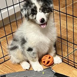 Tourmaline - Blue merle male Australian Shepherd puppy in Alvin, Texas from Oasis Australian Shepherd