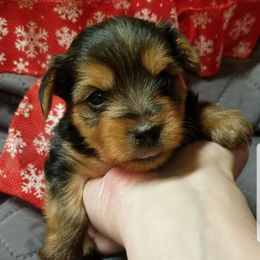 Archer - Black and gold male Yorkshire Terrier puppy in Hot Springs, Arkansas from Kimberly's Lovable Littles