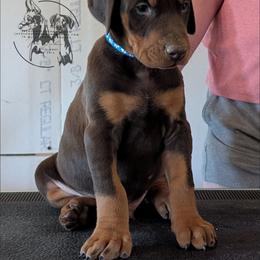 Blue Collar Male Amethyst and Sage - Red and rust male Doberman Pinscher puppy in Spencer, Indiana from Jackson's Dobermans