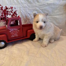 Beau - Lavender male Pomsky puppy in Bucyrus, Missouri from Hill Top Pomskies