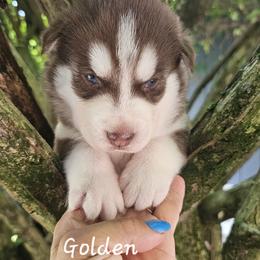 Golden - Brown and white male Siberian Husky puppy in Springfield, Massachusetts from 16acreshuskies