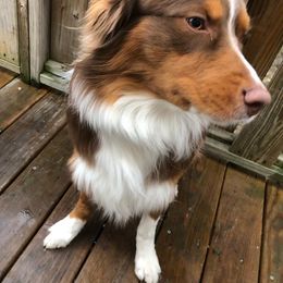 Australian Shepherd All Grown Up from Addie's Aussies