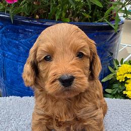 Virgo - Apricot female Goldendoodle puppy in Syracuse, Utah from Just Doodling Dogs