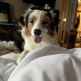 Squeak - Australian Shepherd
