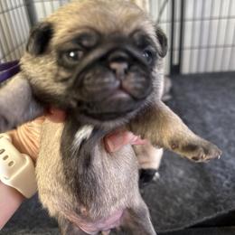 Purple - Fawn female Pug puppy in Baylis, Illinois from Cameo's Pugs