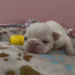 Emmy - Cream female French Bulldog puppy in Spokane, Washington from Lilac City Frenchies
