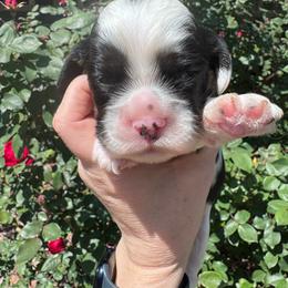 Boy 2 - Black white and tan male Cocker Spaniel puppy in Greensboro, North Carolina from Cochran Spaniels