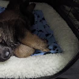 German Shepherd Puppies from Reign Land