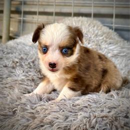 Blue female 3 - Blue merle female Toy Australian Shepherd puppy in Lemon Cove, California from Magic Ranch Mini Aussies