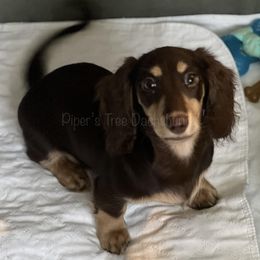 Dachshund Puppies from Piper’s Tree Dachshunds
