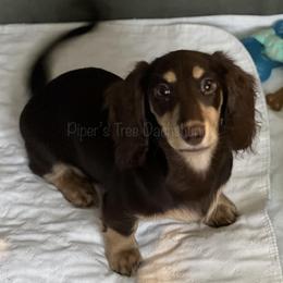 Dachshund Puppies from Piper’s Tree Dachshunds