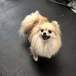 Chloe - Pomeranian