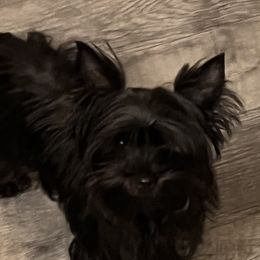 Malachi - Yorkshire Terrier