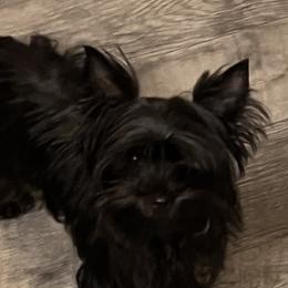 Malachi - Yorkshire Terrier