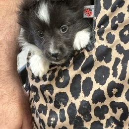 Mils - Black and white female Shetland Sheepdog puppy in Middleburgh, New York from StoneyAcre