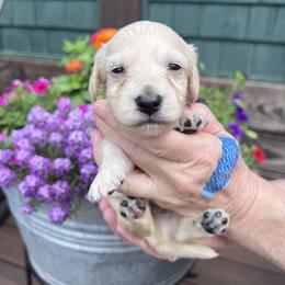 Boy 1 - Cream male Dachshund puppy in Gouverneur, New York from Dack Dachshunds