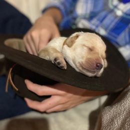 Labrador Retriever Puppies from Spring Water Labs of the Carolinas