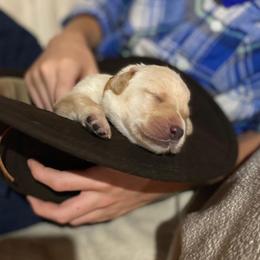 Labrador Retriever Puppies from Spring Water Labs of the Carolinas