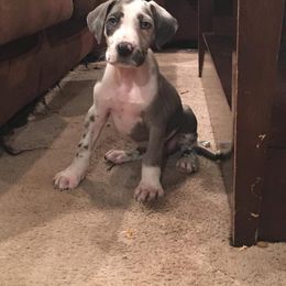 Great Dane Puppies from OnPoint Great Danes