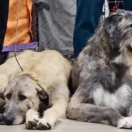 Irish Wolfhound Puppies from Serendipity Sighthounds