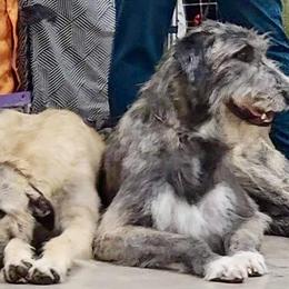 Irish Wolfhound Puppies from Serendipity Sighthounds