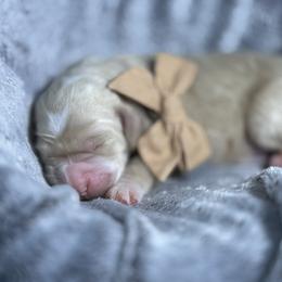 Jasper brown collar - Cream male Goldendoodle puppy in Lexington, North Carolina from Deborah’s Doodles