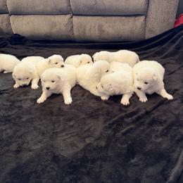 Girl 4 - White female Samoyed puppy in Glasgow, Kentucky from Bluegrass Samoyeds
