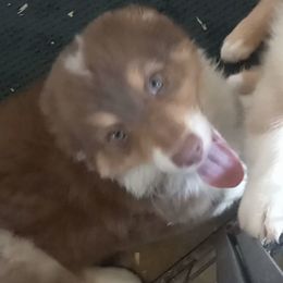 Boy 2 - Red Australian Shepherd puppy in Belleville, West Virginia from Chasitys Australian Shepherds