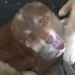 Boy 2 - Red Australian Shepherd puppy in Belleville, West Virginia from Chasitys Australian Shepherds