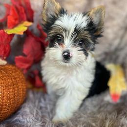 Boy - Parti male Yorkshire Terrier puppy in Riverside, California from Empire Yorkies