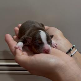 Doe - Red tri female Miniature Australian Shepherd puppy in North Lakeport, California from Wild Rose Ranch