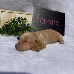 Girl 1 - Red female Dachshund puppy in Stilwell, Oklahoma from Johnson Dachshund’s