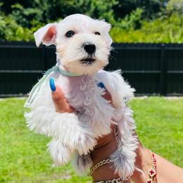 Girl-4 - Teal - White female Miniature Schnauzer puppy in Lehigh Acres, Florida from Regency Schnauzer