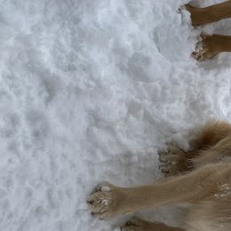 Klara - Golden Retriever