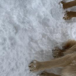 Klara - Golden Retriever
