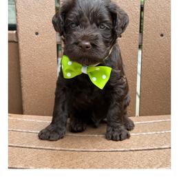 Mister Lime - Chocolate male Australian Labradoodle puppy in Wake Forest, North Carolina from Lucky Country Labradoodles